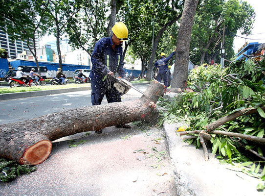 Dịch vụ chặt cây