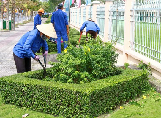 chăm sóc cây xanh