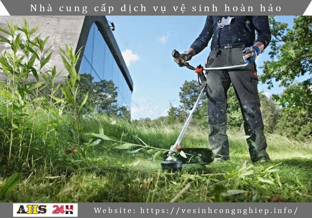Dich vu cat co