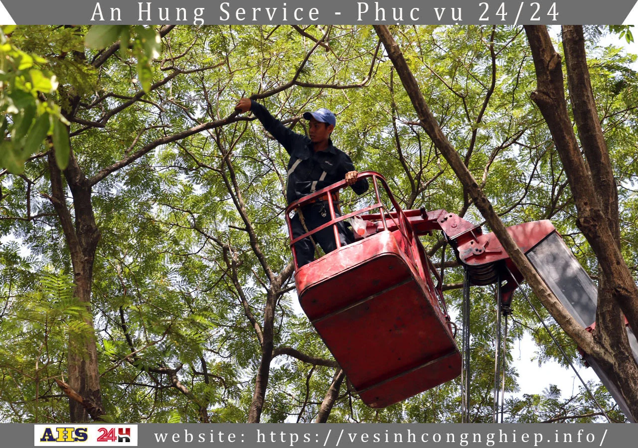 Dịch vụ chặt cây