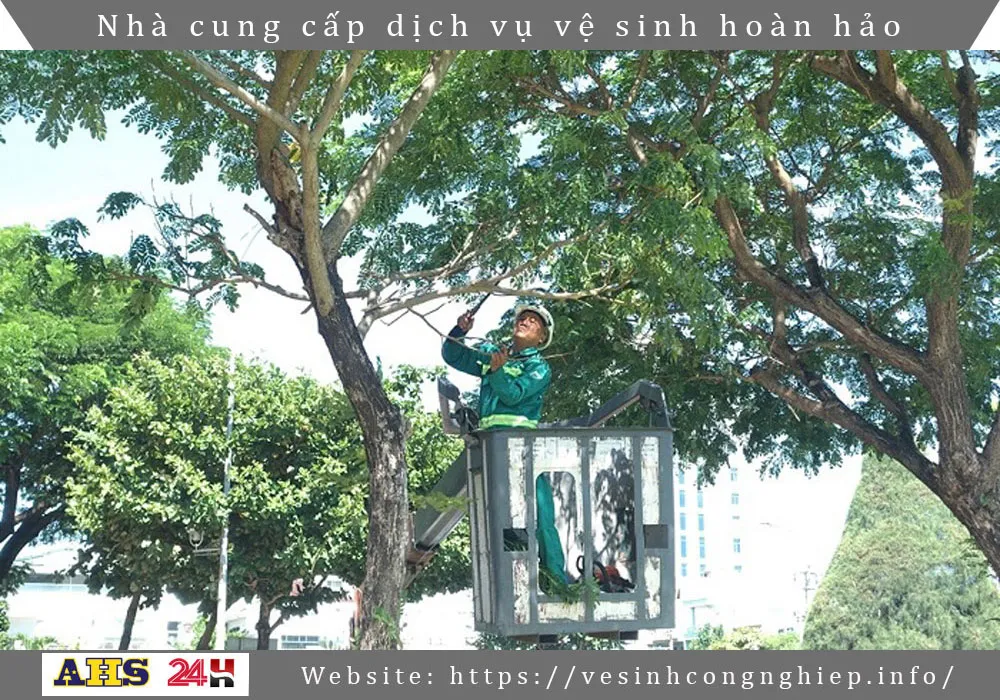 Dich vu chat cay