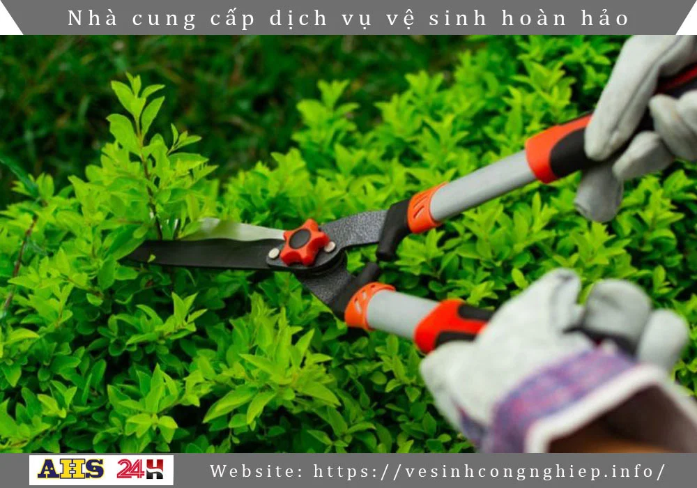Cham soc cay xanh