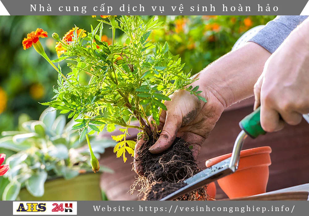Cham soc cay xanh