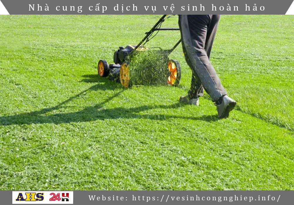 Dich vu cat co